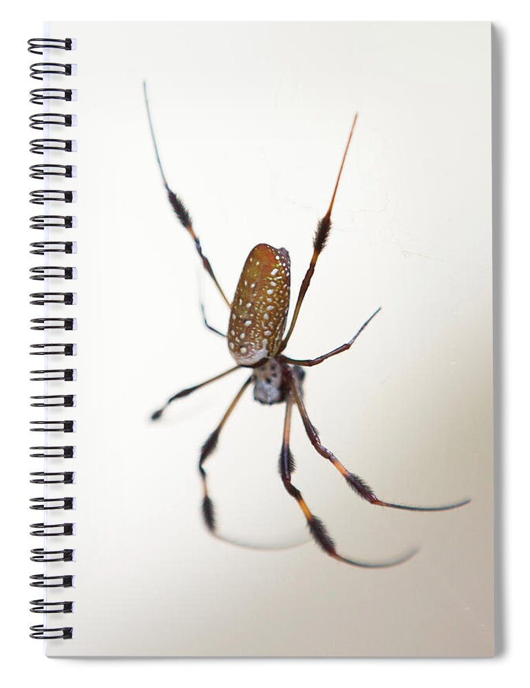 Spider Spiral Notebook featuring the photograph Spider in the woods by Allan Morrison