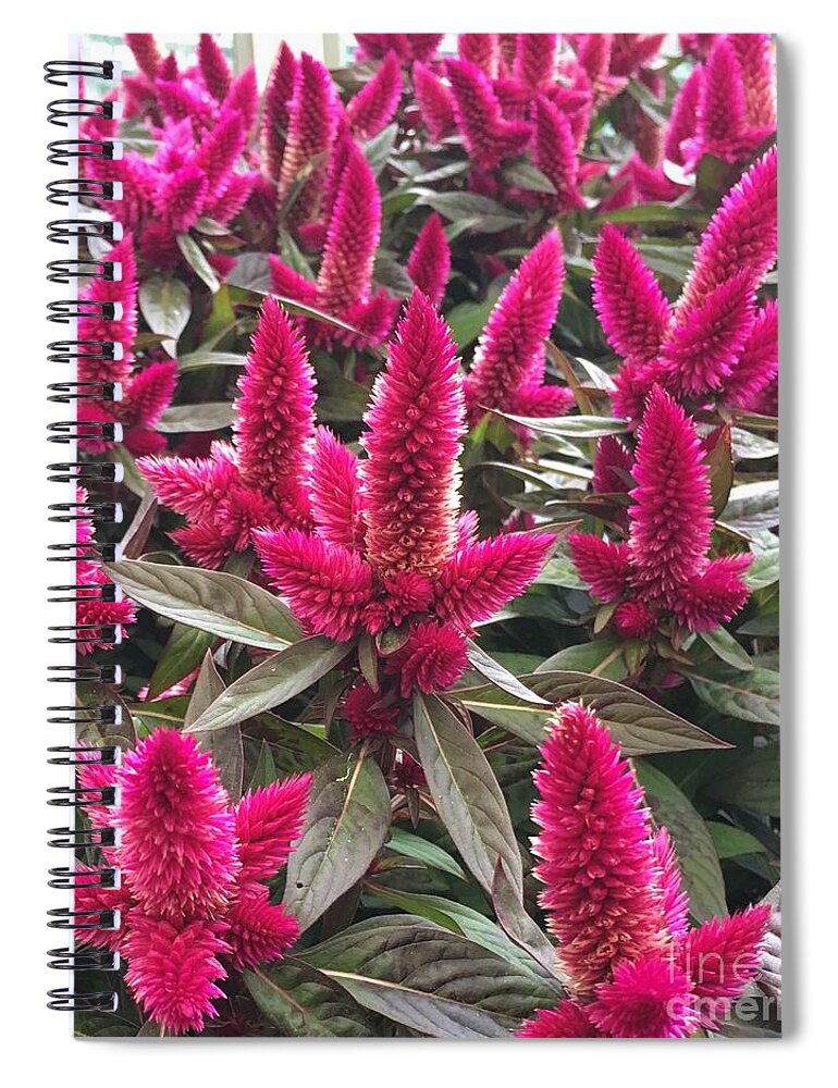 Flower Spiral Notebook featuring the photograph Spiky Magenta Celosia Flowers by CAC Graphics