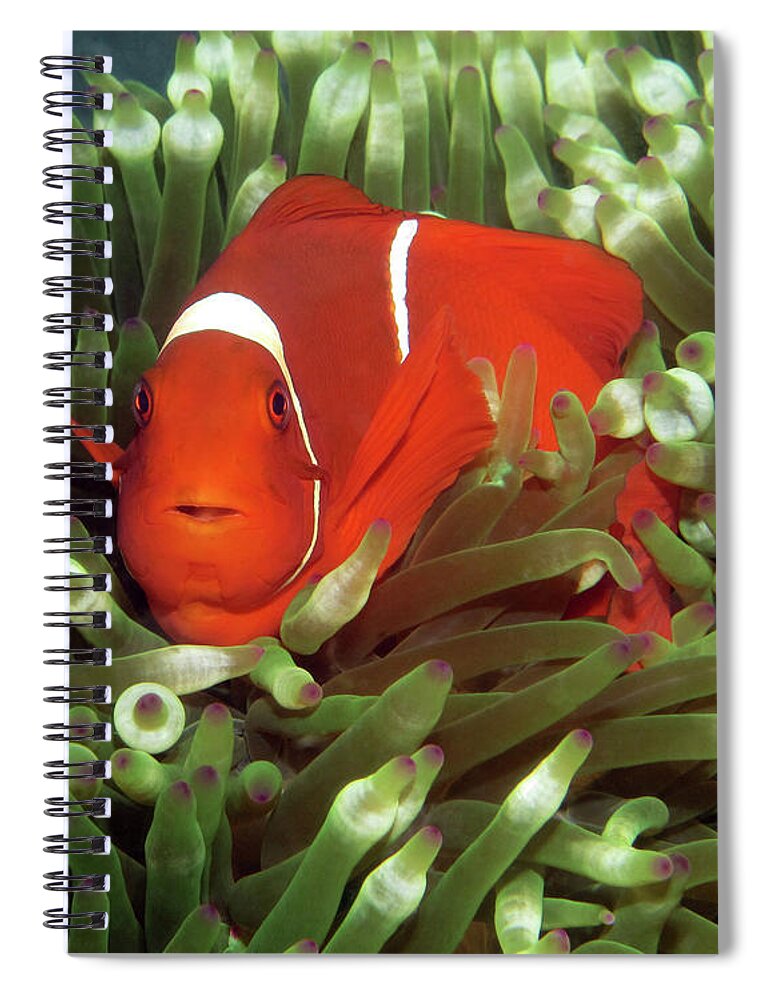 Spinecheek Anemonefish Spiral Notebook featuring the photograph Spinecheek Anemonefish, Indonesia 2 by Pauline Walsh Jacobson