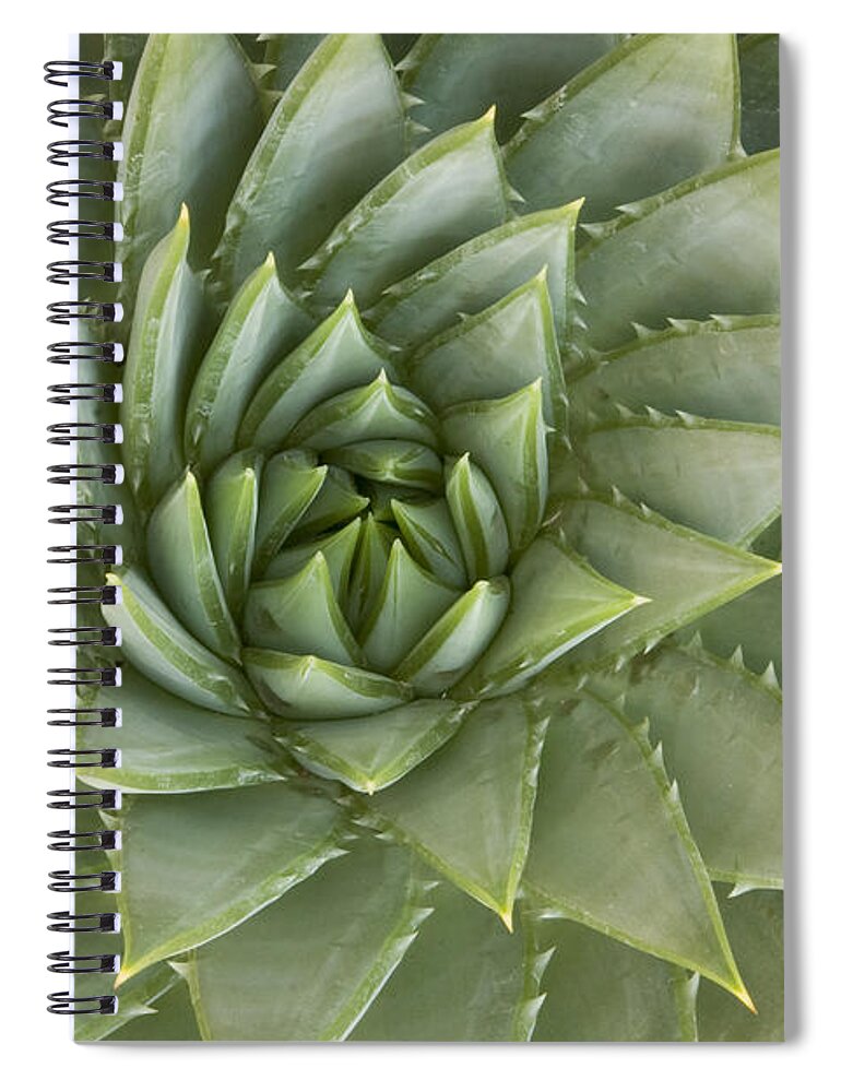 00429855 Spiral Notebook featuring the photograph Spiral Aloe Santa Cruz California by Sebastian Kennerknecht