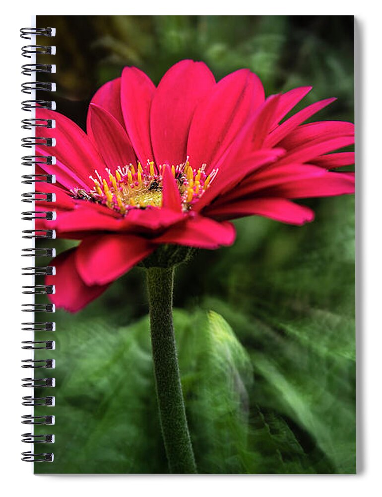 Nature Spiral Notebook featuring the photograph Spiral Pink Flower Focus by Joann Long