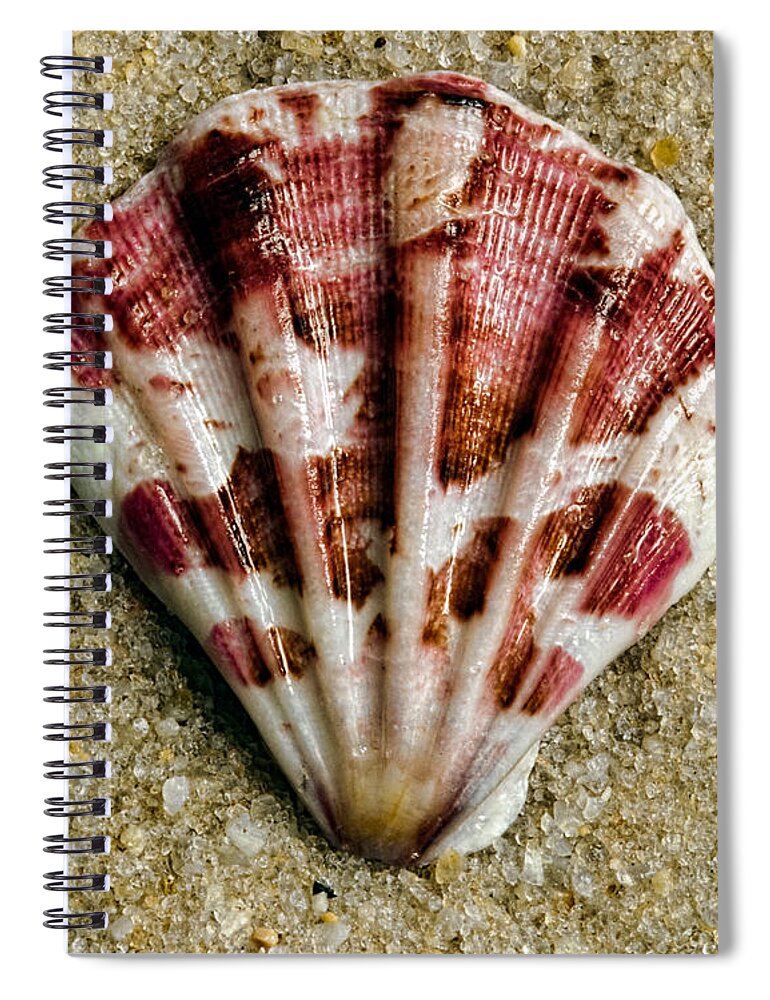 Shell Spiral Notebook featuring the photograph Splash Of Magenta by Christopher Holmes