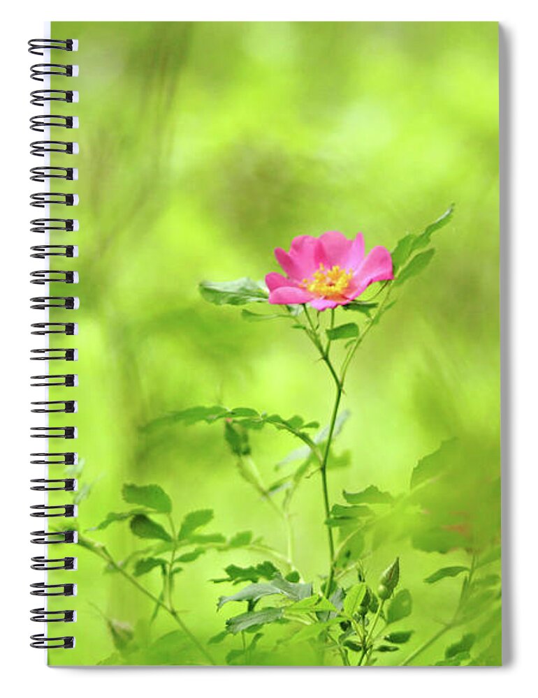 Rose Spiral Notebook featuring the photograph Splashes Of Pink In Field Of Green by Debbie Oppermann