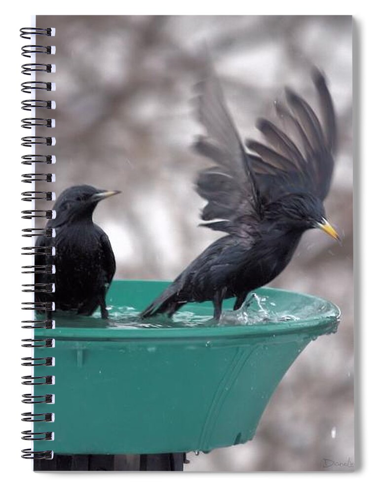 Starling Spiral Notebook featuring the photograph Splish Splash Let's Take a Bath 4 by Diane Lindon Coy