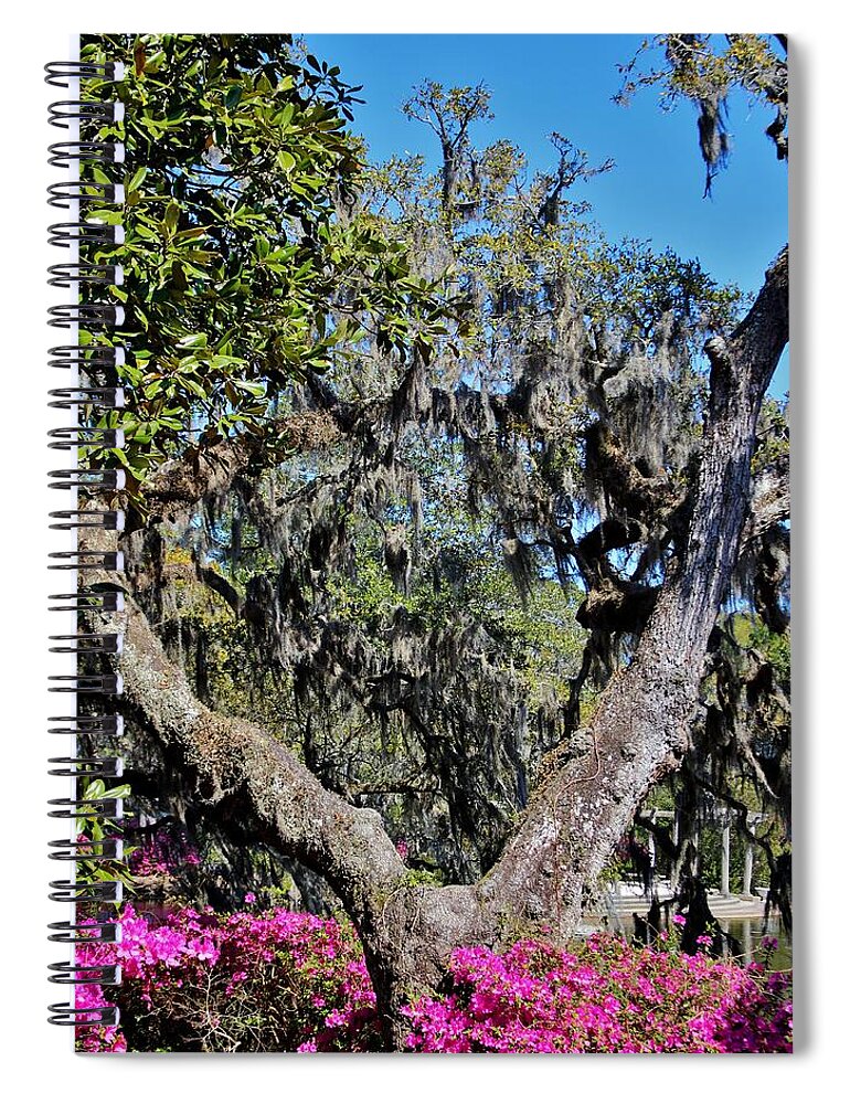 Split Tree Spiral Notebook featuring the photograph Split Tree Beauty by Cynthia Guinn