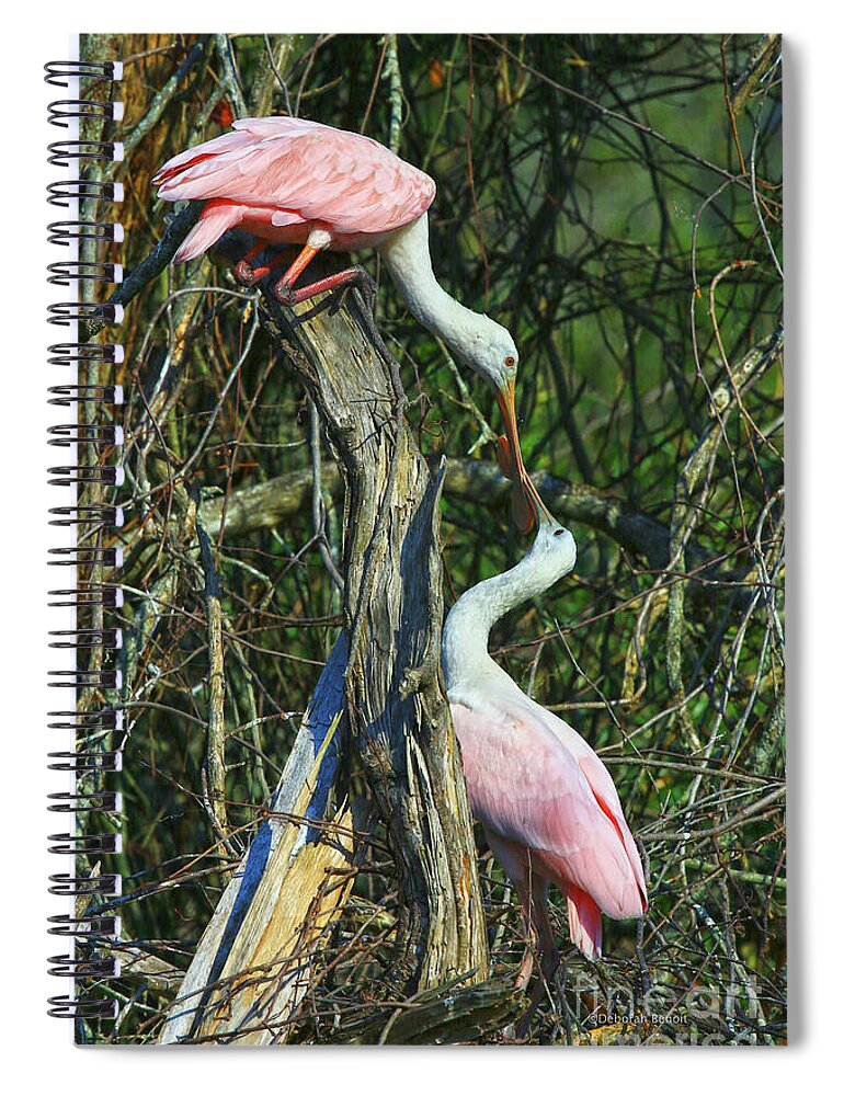 Spoonbill Spiral Notebook featuring the photograph Spoonbill Kiss by Deborah Benoit