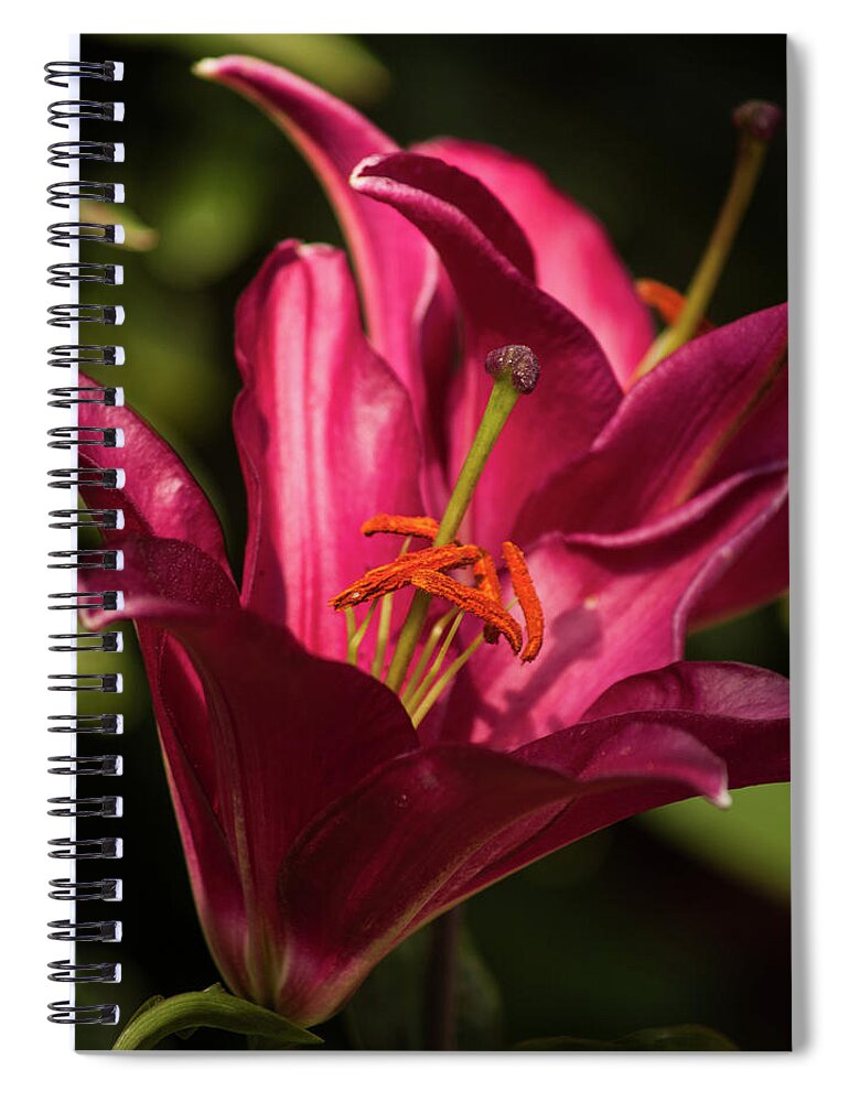 Floral Spiral Notebook featuring the photograph Spotlight by Stewart Helberg