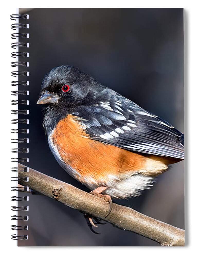 Spotted Towhee Spiral Notebook featuring the photograph Spotted Towhee Portrait by Kathleen Bishop