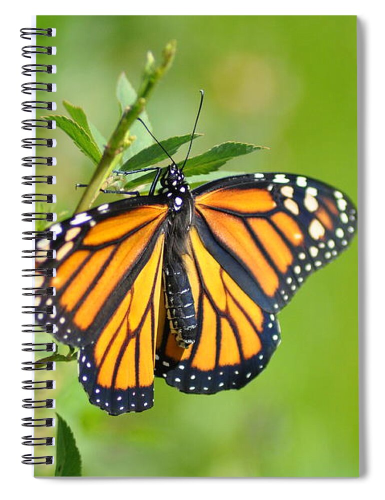 Butterfly Spiral Notebook featuring the photograph Spread Your Wings by Bill Cannon