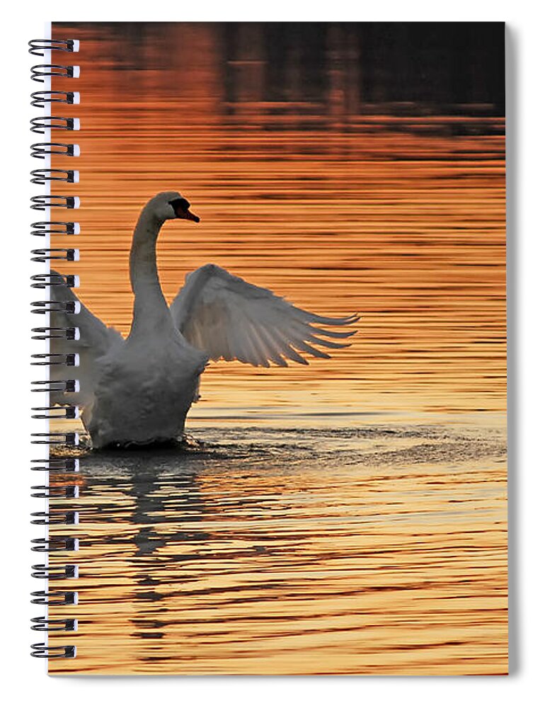 Swans At Dawn Spiral Notebook featuring the photograph Spreading Her Wings In Gold by Randall Branham