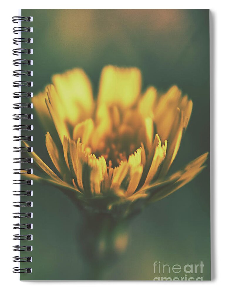 Dandelion Spiral Notebook featuring the photograph Spring beginning by Jorgo Photography