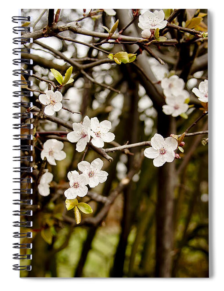 Bare Spiral Notebook featuring the photograph Spring bloom. by Elena Perelman