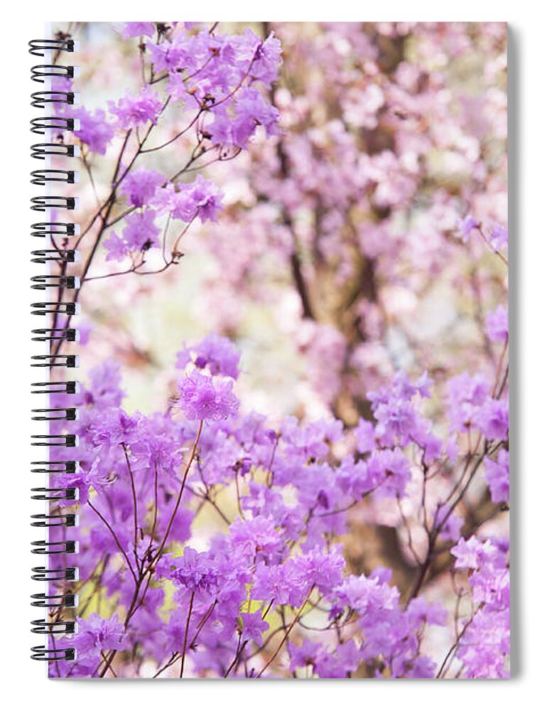 Jenny Rainbow Fine Art Photography Spiral Notebook featuring the photograph Spring Bloom of Rhododendron by Jenny Rainbow
