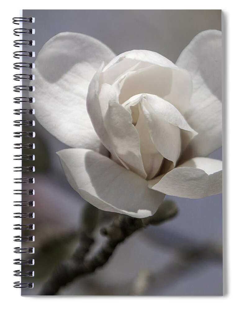 Flower Spiral Notebook featuring the photograph Spring Blossom by Roberta Kayne
