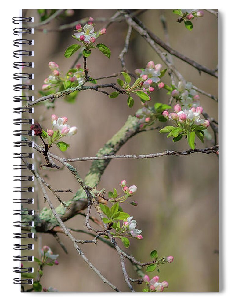 300 Mm F/4 Is Usm Spiral Notebook featuring the photograph Spring Blossoms 2 by Mark Mille