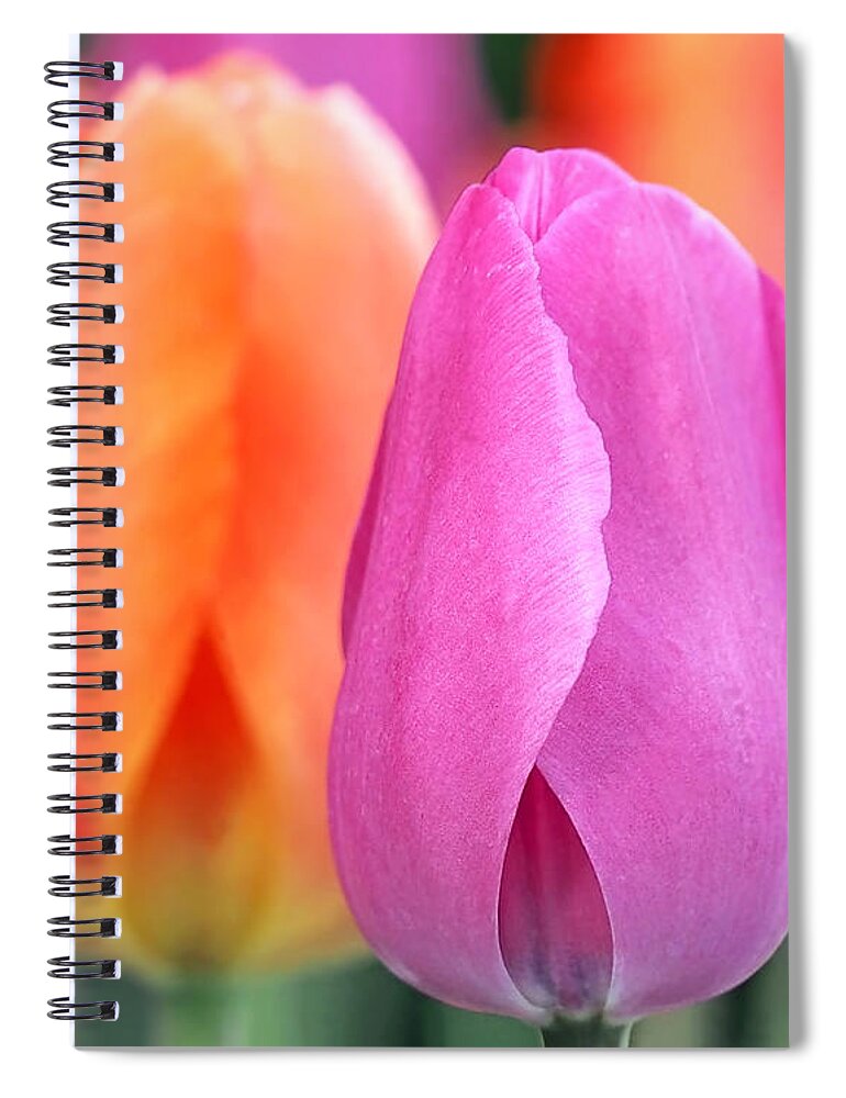 Tulips Spiral Notebook featuring the photograph Spring Colors by Rona Black