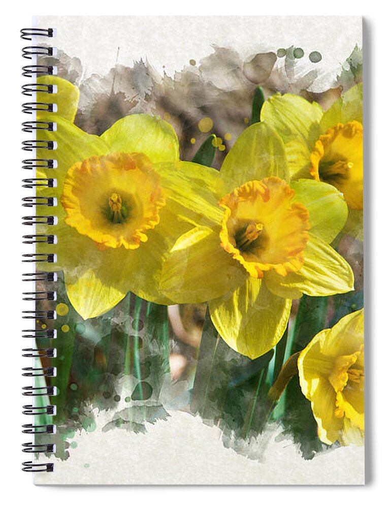 Daffodils Spiral Notebook featuring the mixed media Spring Daffodils Watercolor Art by Christina Rollo