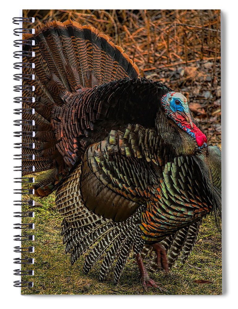 Wild Turkey Spiral Notebook featuring the photograph Spring Gobbler by Dale Kauzlaric