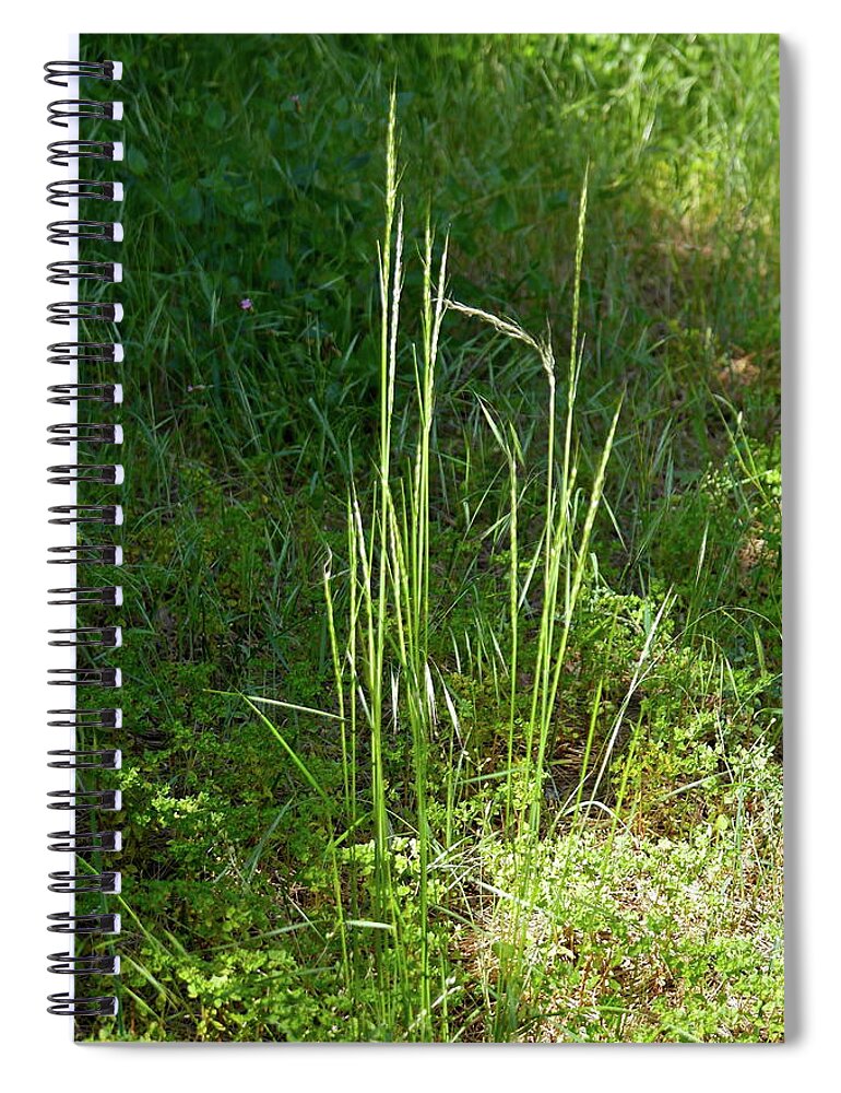 Grass Spiral Notebook featuring the photograph Spring Grass by Michele Myers