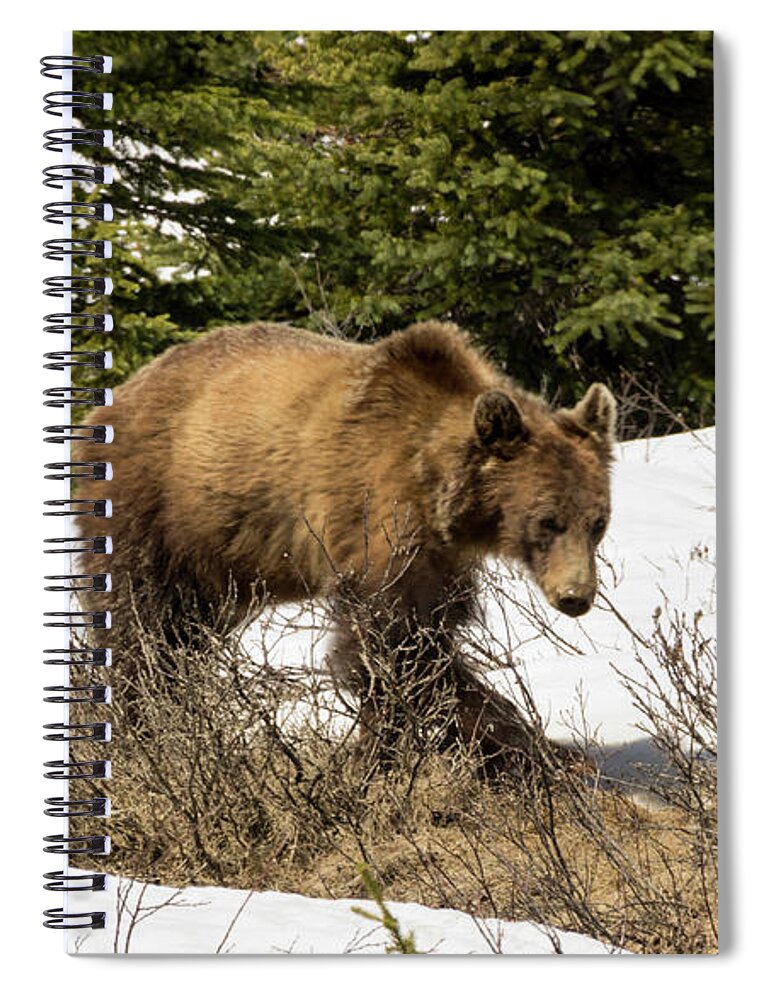 Grizzly Spiral Notebook featuring the photograph Spring Grizzly by Louise Magno