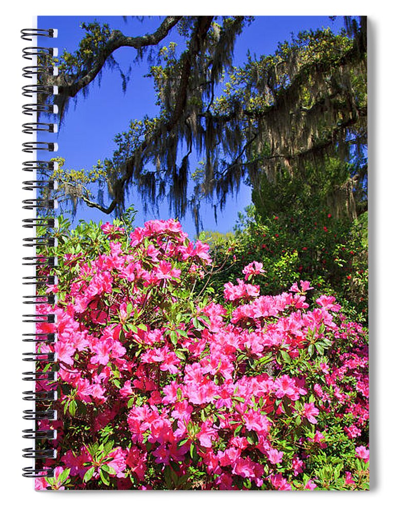 Pink Spiral Notebook featuring the photograph Spring in the South by Jill Lang