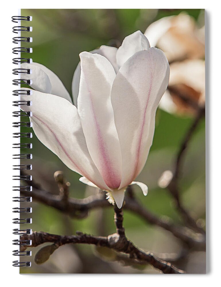 Magnolia Spiral Notebook featuring the photograph Spring Magnolia in Dallas by Teresa Wilson