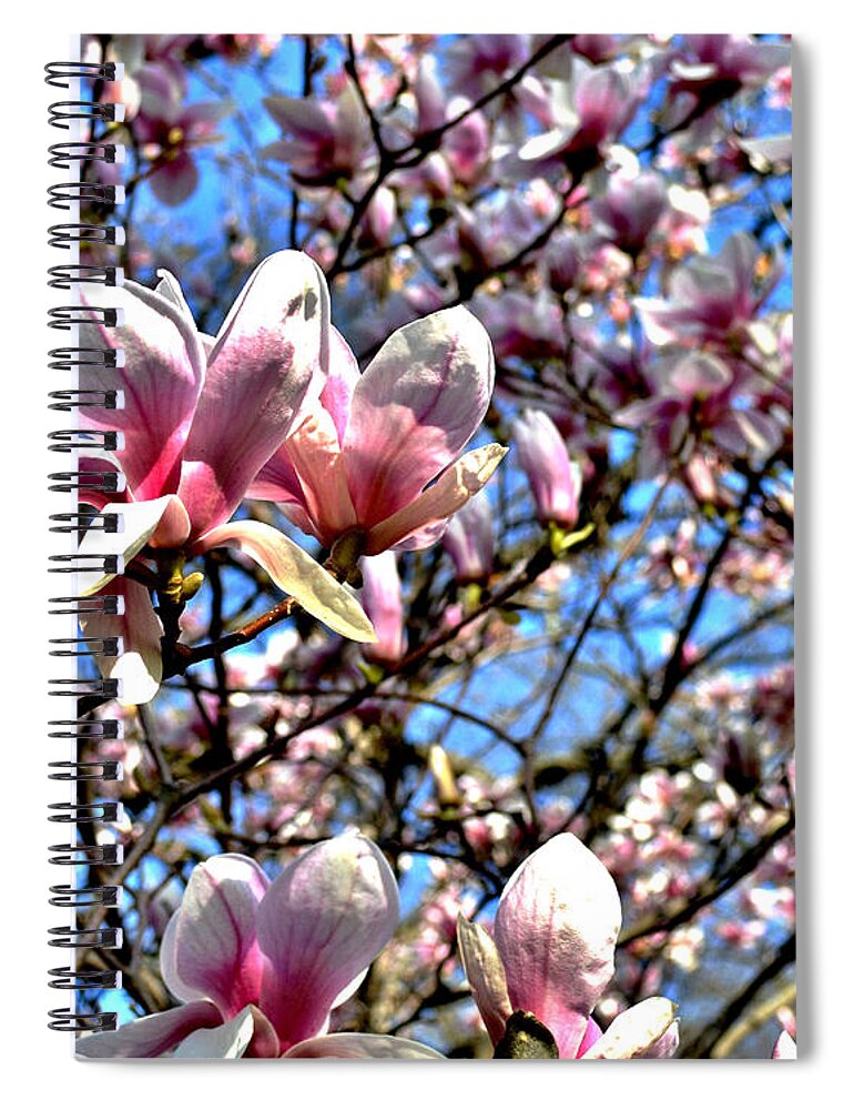 Magnolia Spiral Notebook featuring the photograph Spring Magnolia by Susie Loechler