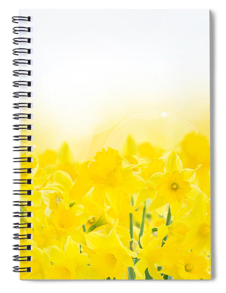 Daffodil Spiral Notebook featuring the photograph Spring Narcissus Garden by Anastasy Yarmolovich