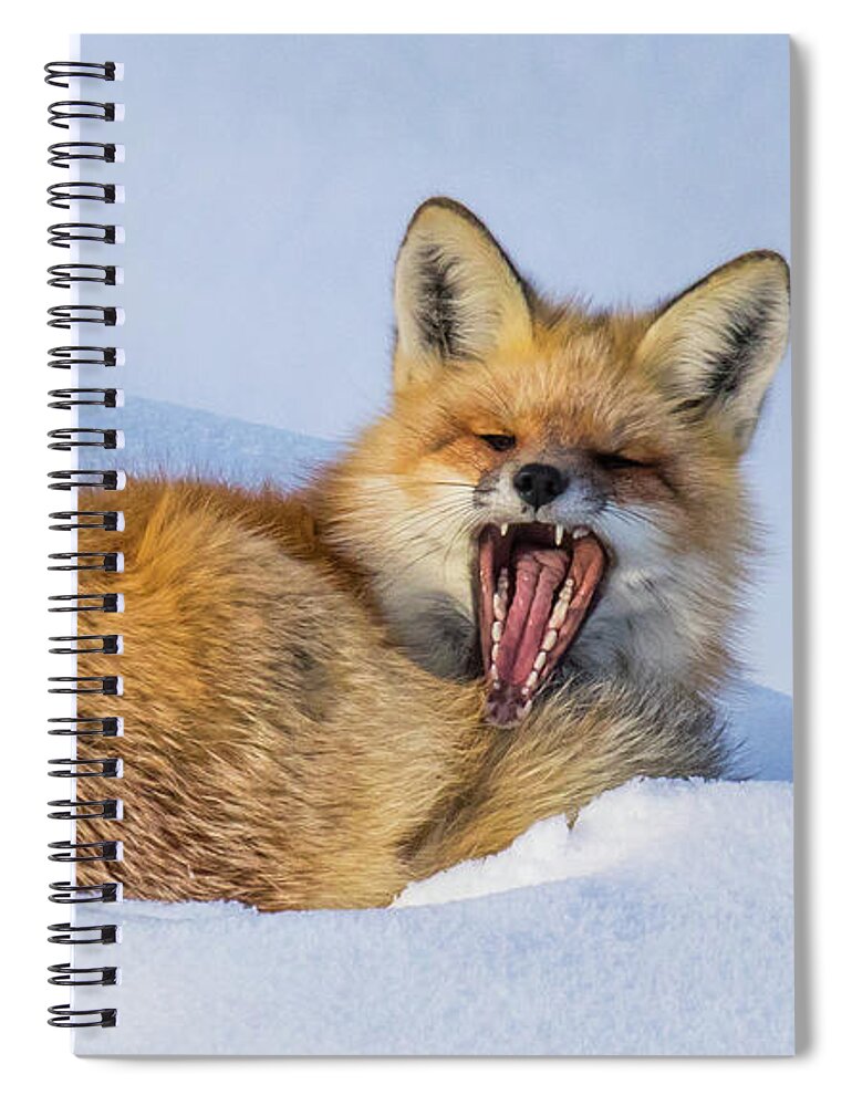 Deer Spiral Notebook featuring the photograph Spring Sunshine by Kevin Dietrich