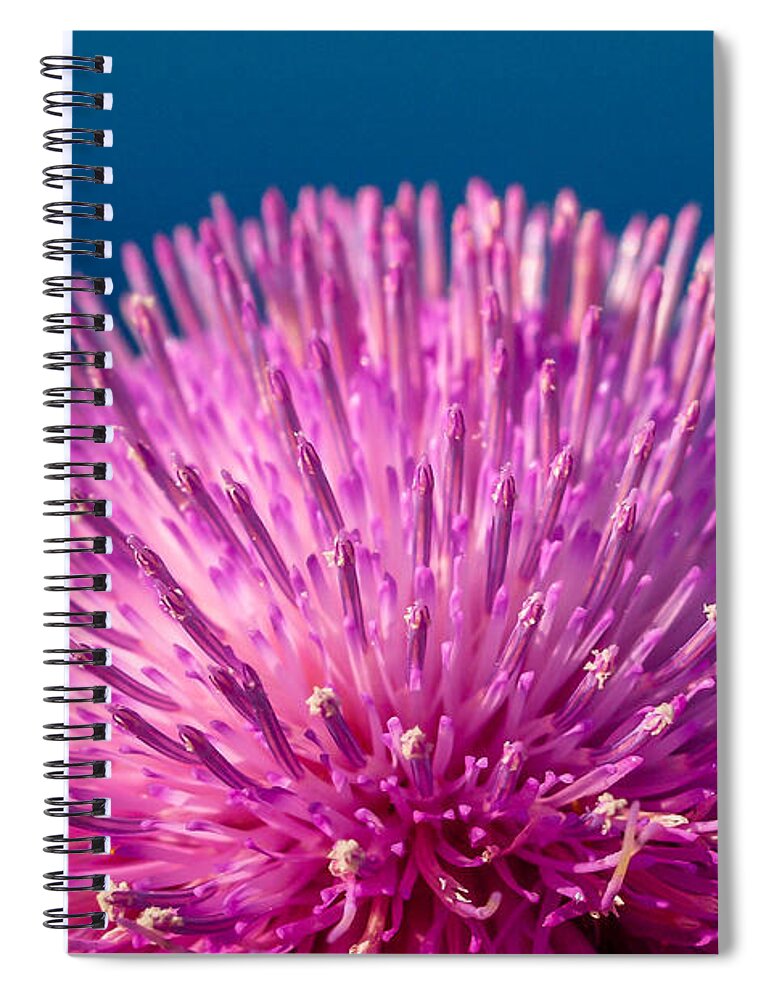 Spring Spiral Notebook featuring the photograph Spring Thistle in Bloom by Tom Claud