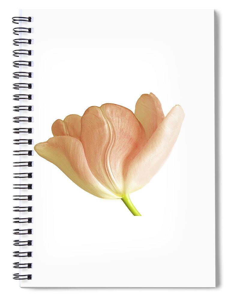 Tulip Spiral Notebook featuring the photograph Spring Tulip on White by Cheryl Day