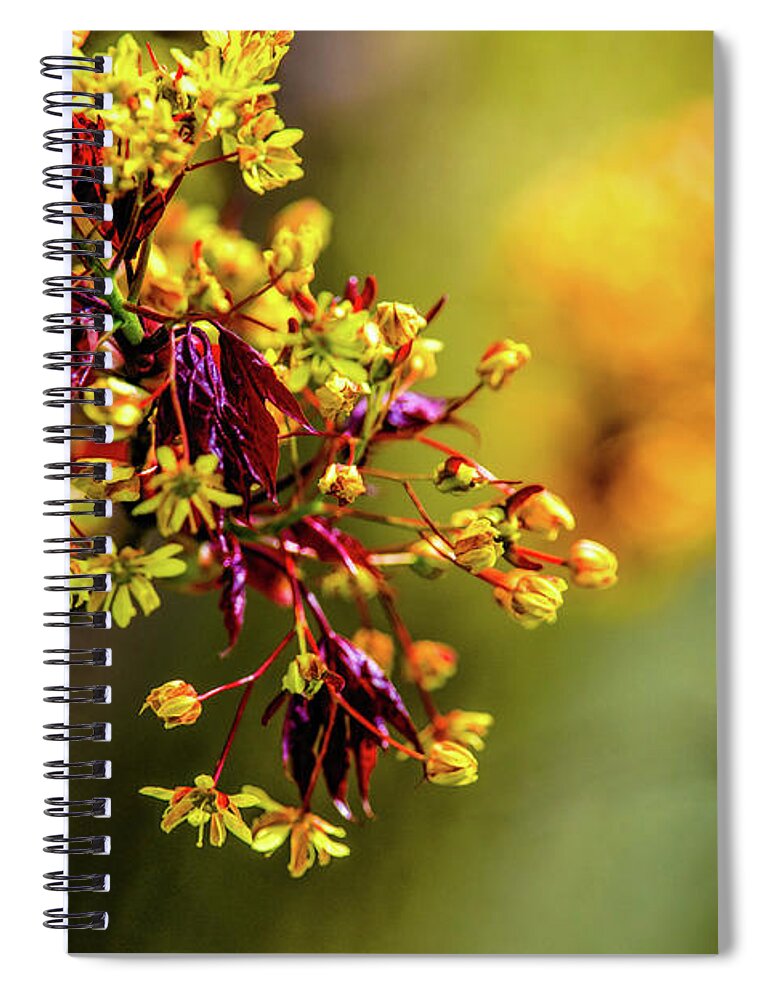  Blooming Tree Branch Spiral Notebook featuring the photograph Spring Wonder by Judith Barath