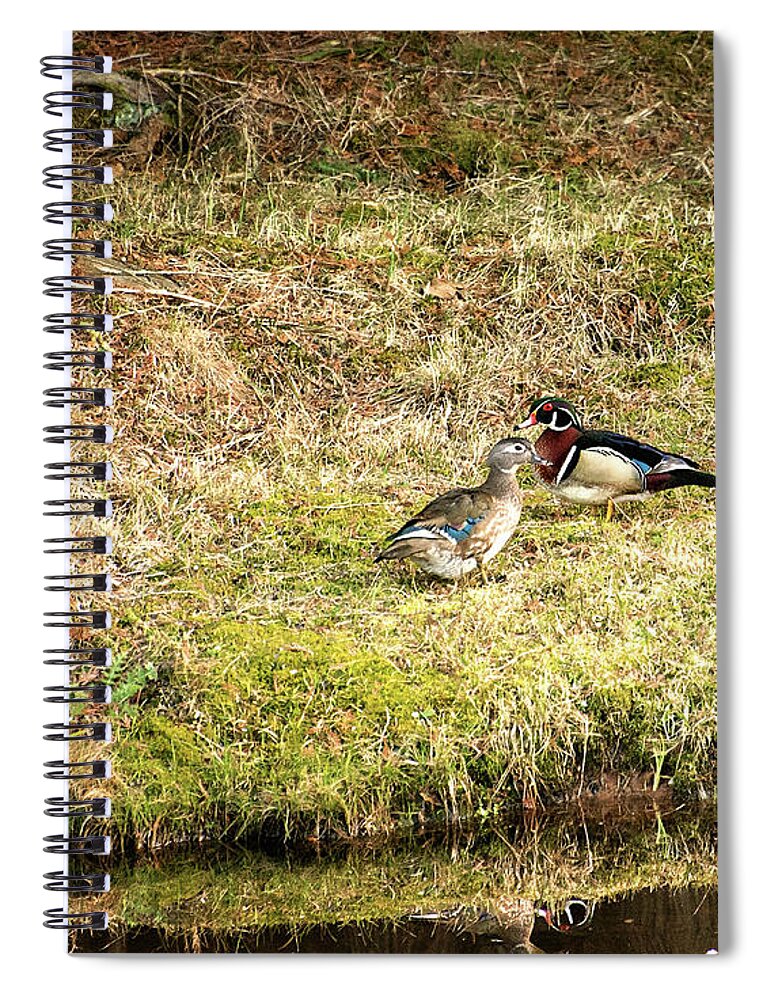 Wood Duck Spiral Notebook featuring the photograph Spring Wood Ducks by Gwen Gibson