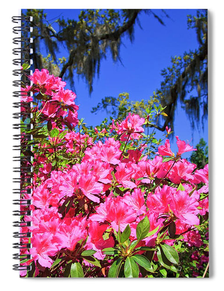 Pink Spiral Notebook featuring the photograph Springtime Azaleas by Jill Lang