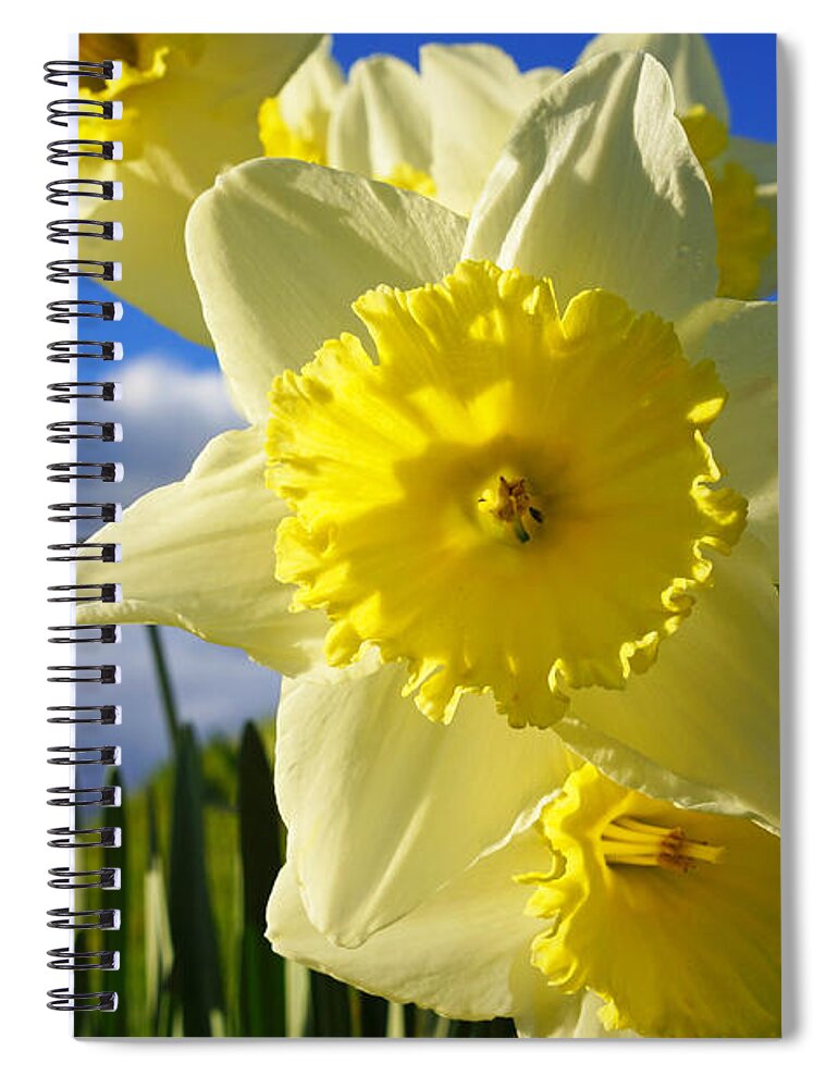 Blue Spiral Notebook featuring the photograph Springtime Bright Sunny Daffodils Art Prints by Patti Baslee