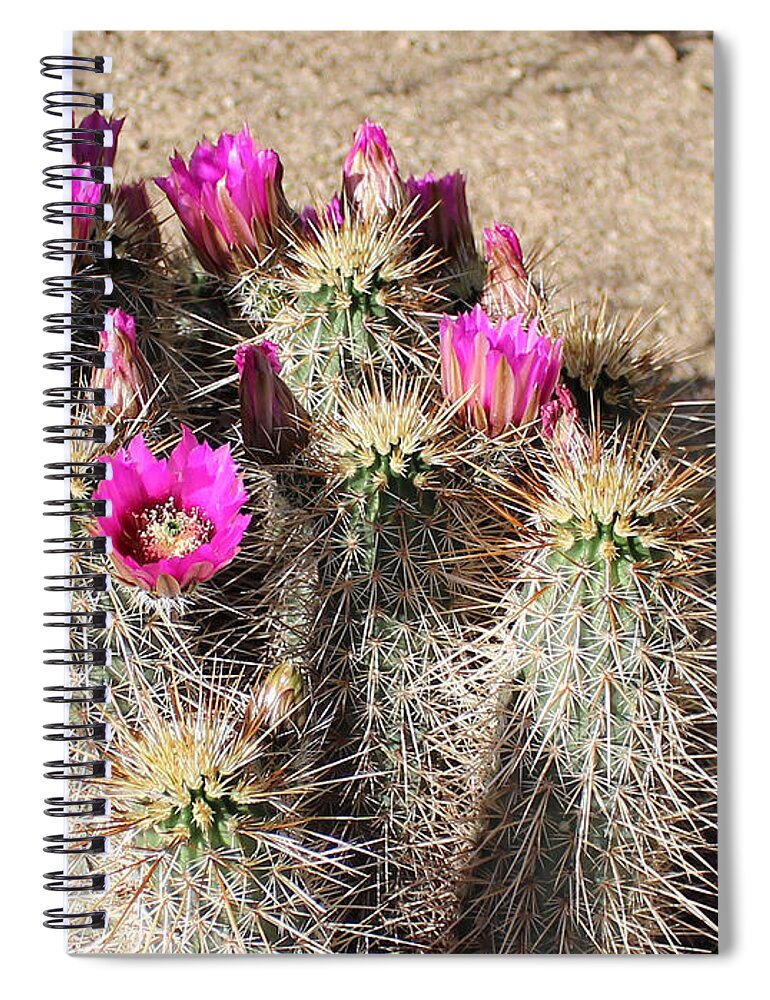 Flowers Spiral Notebook featuring the photograph Springtime In The Desert by Lorraine Baum