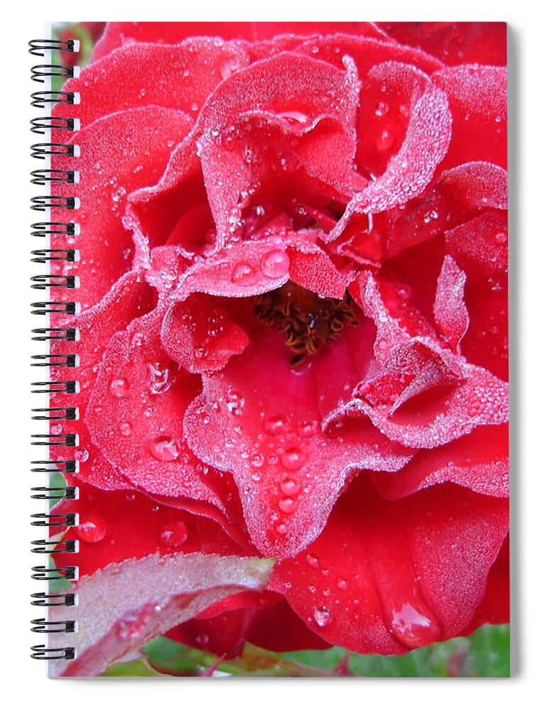 Roses Spiral Notebook featuring the photograph Sprinkled Surprise by Anjel B Hartwell