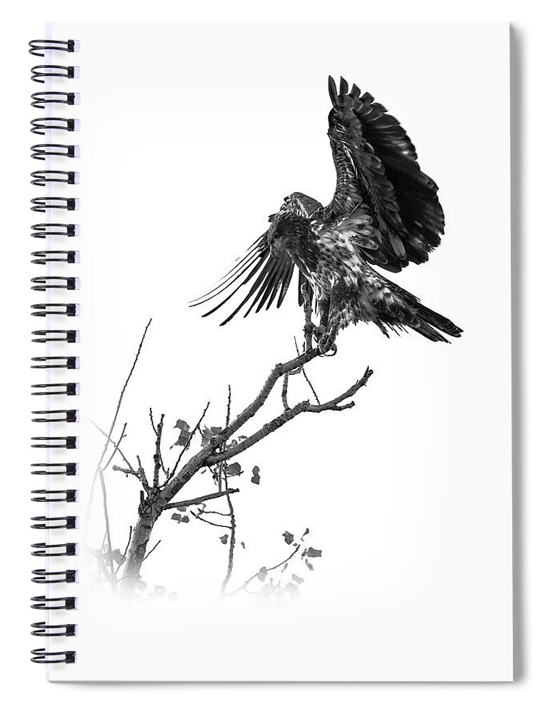 Hawk Spiral Notebook featuring the photograph Squaw Creek Red-tail by Jeff Phillippi