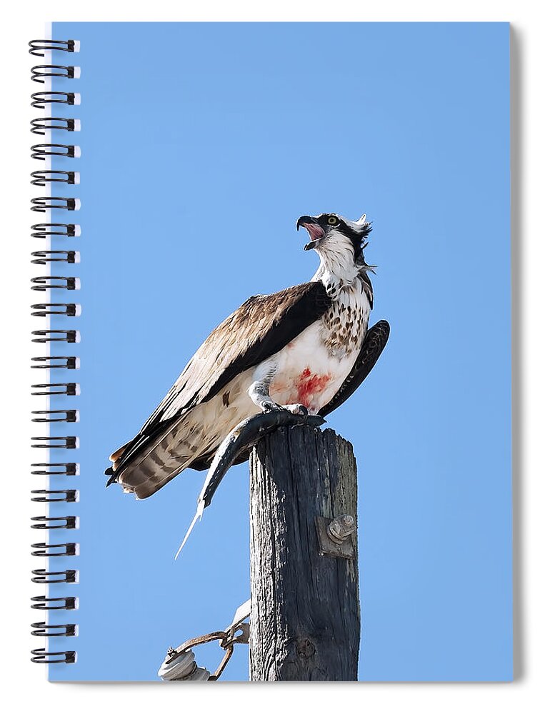 Animals Spiral Notebook featuring the photograph Squawk by Gouzel -