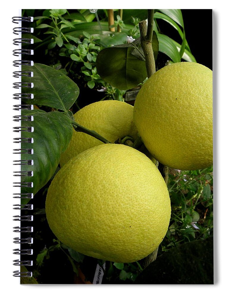 Lemon Spiral Notebook featuring the photograph Squeeze me a Lemon by Kim Galluzzo