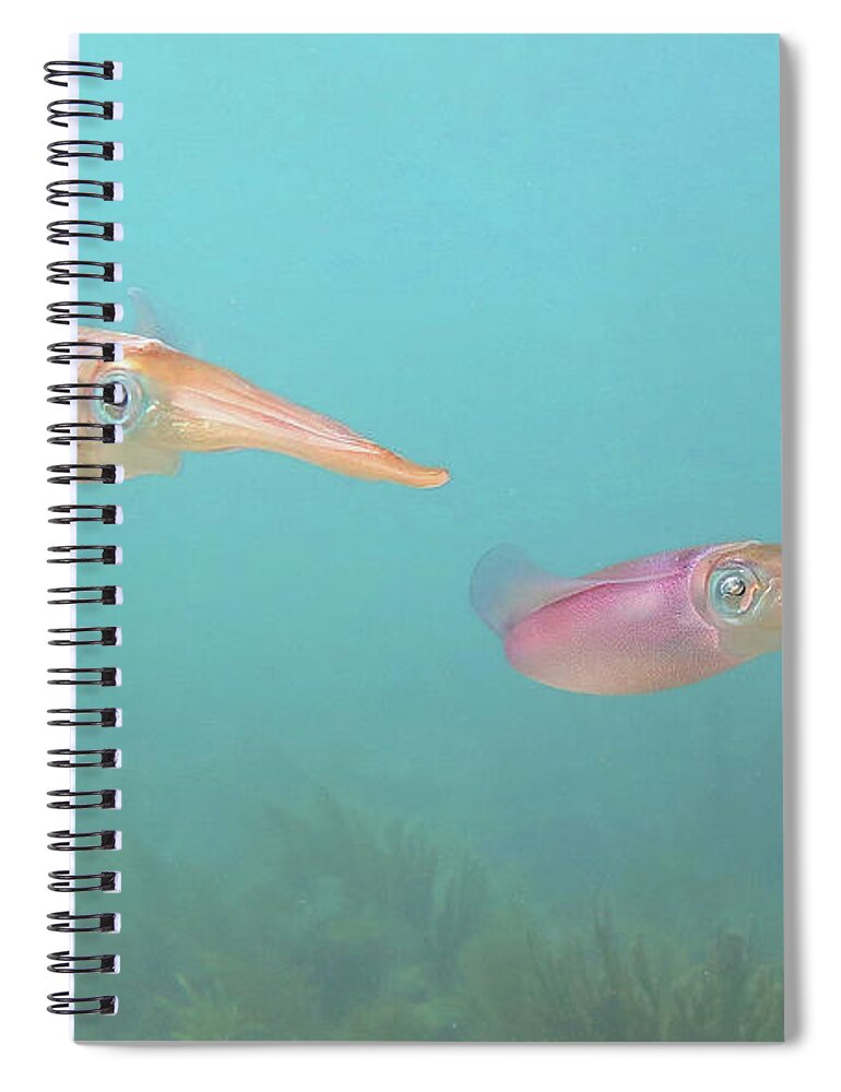 Underwater Spiral Notebook featuring the photograph Squid by Daryl Duda