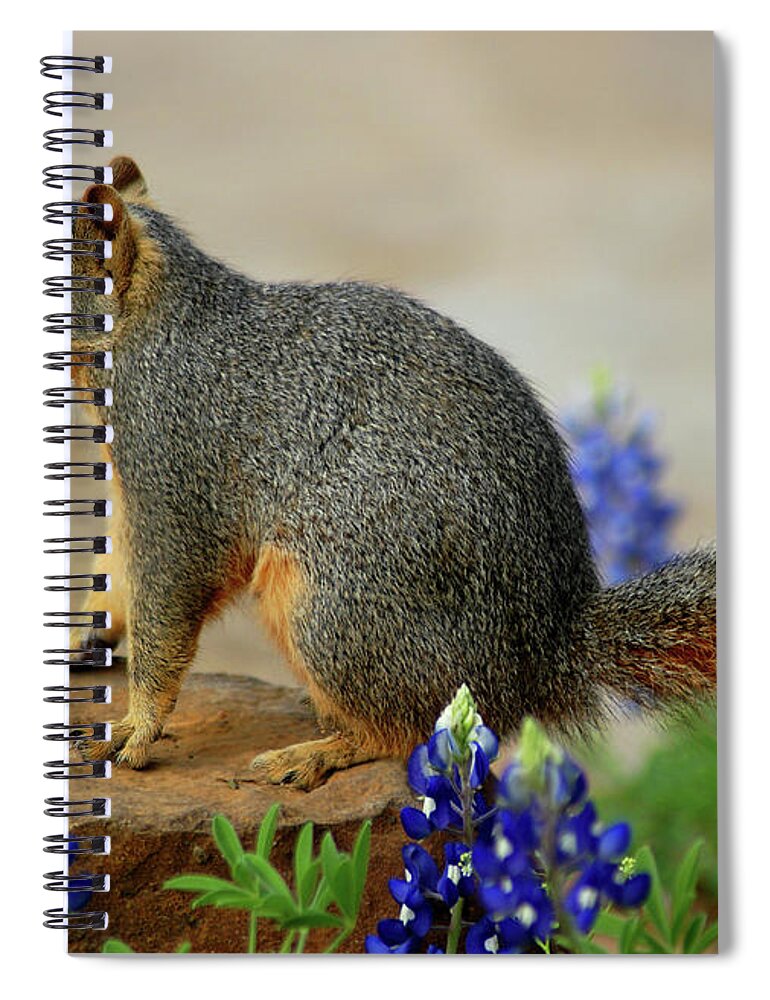 Squirrel Spiral Notebook featuring the photograph Squirrel in Texas Bluebonnets by Ted Keller
