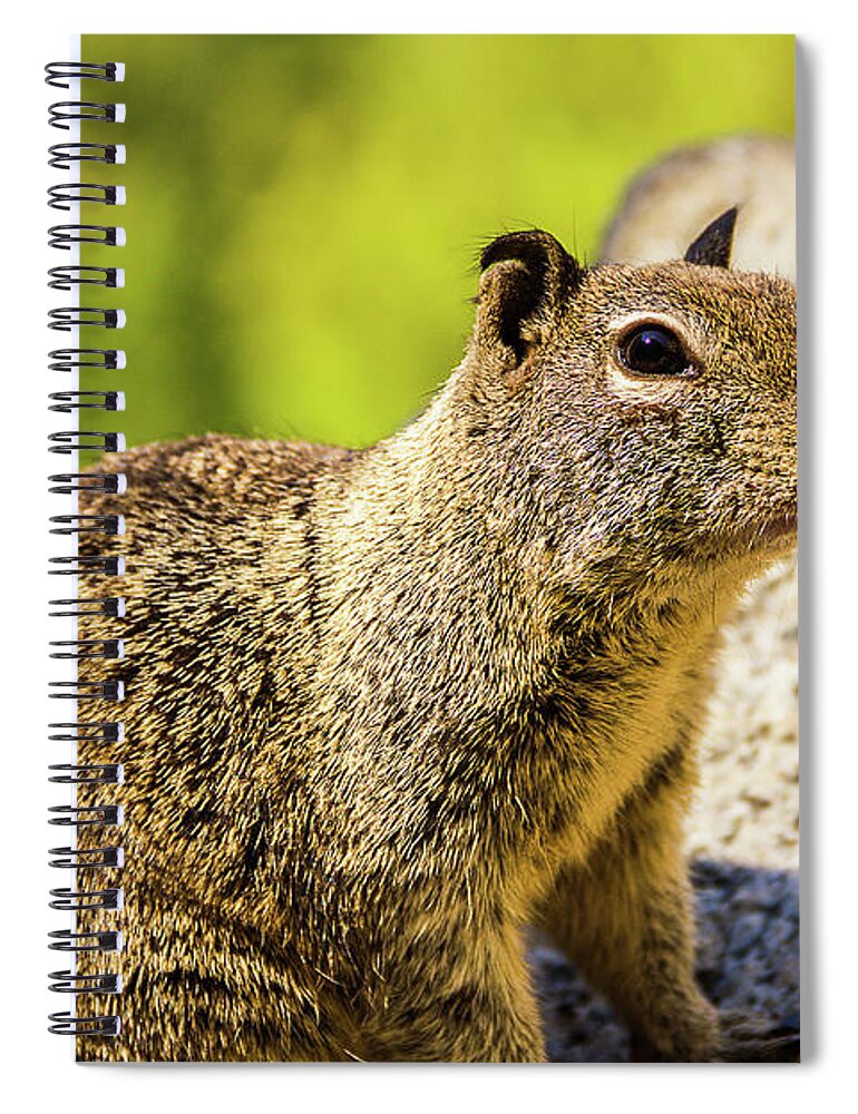 Nature Spiral Notebook featuring the photograph Squirrel On The Rock by Mirko Chianucci