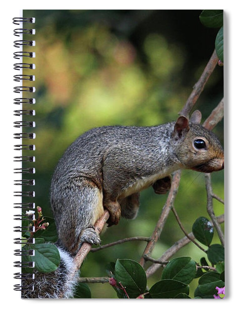 Squirrels Spiral Notebook featuring the photograph Squirrel Portrait by Trina Ansel