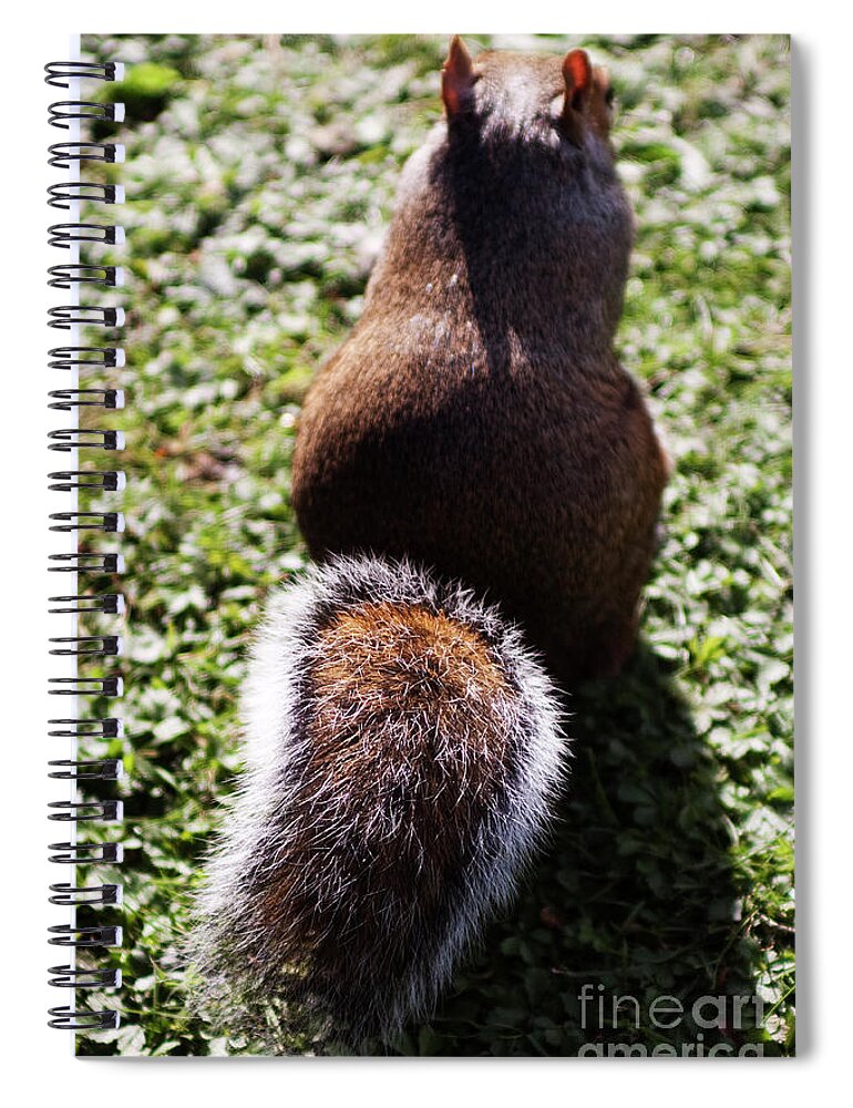 Squirrel Spiral Notebook featuring the photograph Squirrel s back by Agusti Pardo Rossello