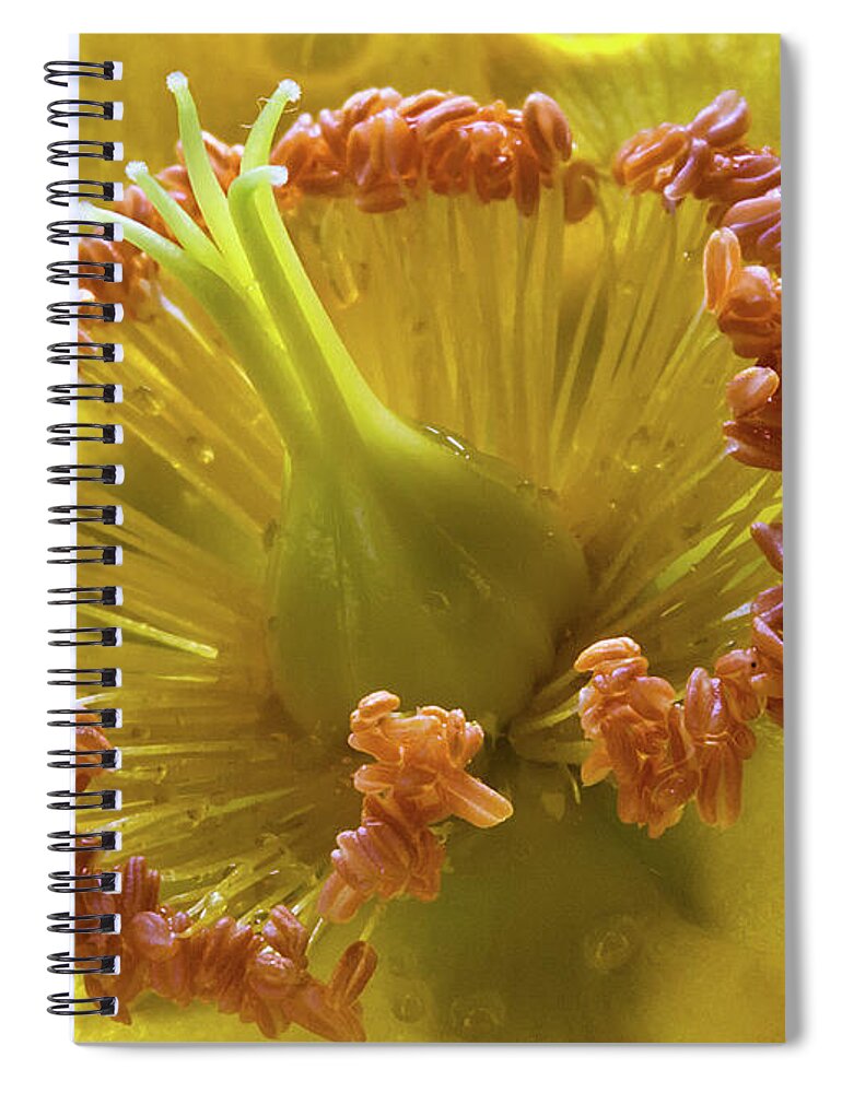 Wort Spiral Notebook featuring the photograph St Johns Wort Flower Centre by Shirley Mitchell