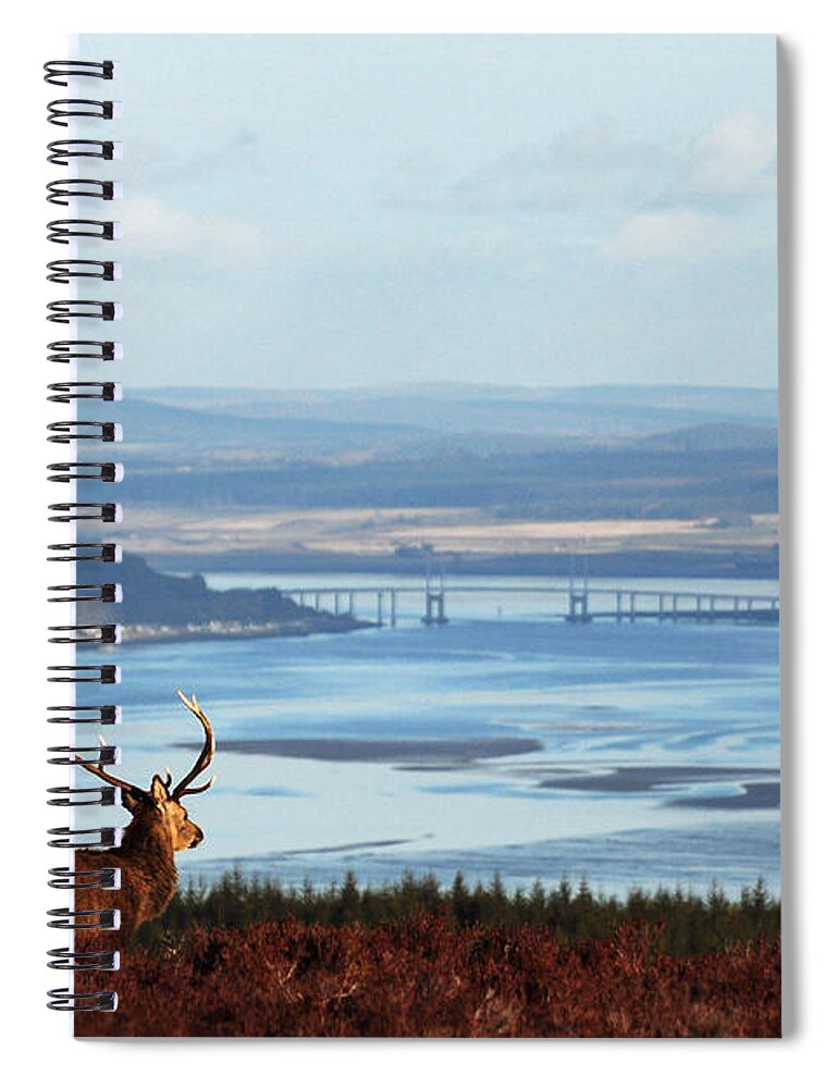 Red Deer Stag Spiral Notebook featuring the photograph Stag Overlooking the Beauly Firth and Inverness by Gavin Macrae