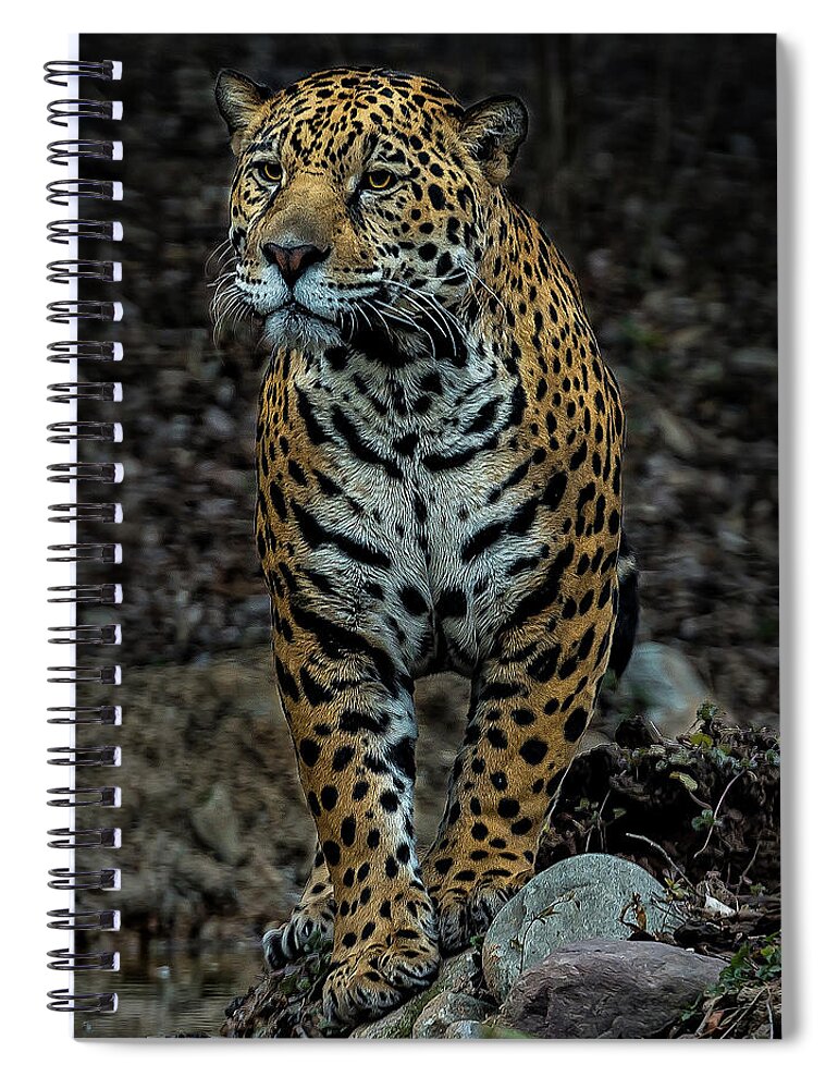 Jaguar Spiral Notebook featuring the photograph Stalking by Phil Abrams