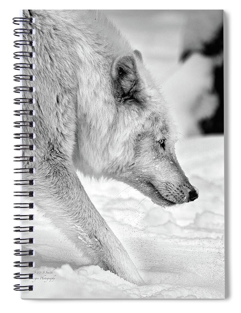 Great Spiral Notebook featuring the photograph Stalking Wolf black and white by Steve and Sharon Smith