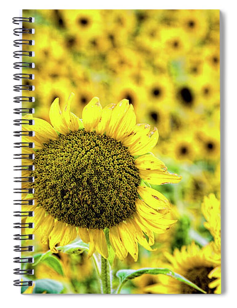 Sunflower Spiral Notebook featuring the photograph Stand out in a crowd by Joe Holley